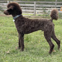 Theo - Poodle