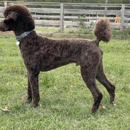 Theo - Poodle