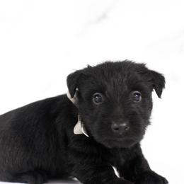 Sven - Black male Scottish Terrier puppy in Stevens, Pennsylvania from K&M Kennel