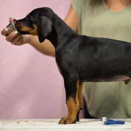 Royal Blue collar - Black and rust male Doberman Pinscher puppy in Santa Clarita, California from Riviera Dobermans