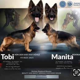 German Shepherd puppies from Beauty and the Beast