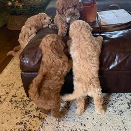 Goldendoodle Puppies from SurreyDoodles