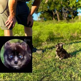 Zeppelin micro toy black wolf Pomsky - Wolf sable male Pomsky puppy in Perkins, Oklahoma from A-Dream Pomsky Kennel