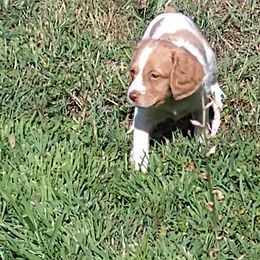 Brittany Puppies from Bear Creek Britts