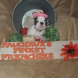 French Bulldog Puppies from Faucheux's Finest Frenchie's