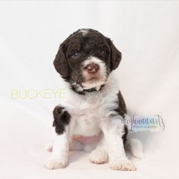Australian Labradoodle Puppies from Providence Labradoodles