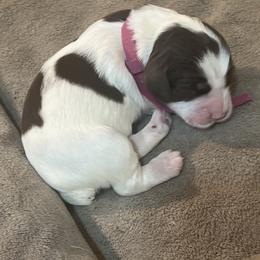Daphne - Liver white and tan female English Springer Spaniel puppy in Phoenix, Arizona from Desert Shadow Springers
