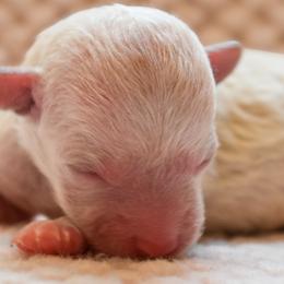 Maltese and Maltipoos from Southland Farm Kennels