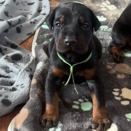 Enzo - Black and rust male Doberman Pinscher puppy in Daviess County, Kentucky from Blissful Euro Boxers, Dobermans & French Bull Dogs