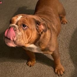 Bulldogs and French Bulldogs from Vertucci Bulldogs