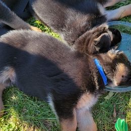 German Shepherds from GSD BFF INDIANA