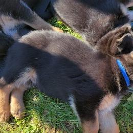 German Shepherds from GSD BFF INDIANA