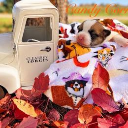 Candy Corn - Red female Pembroke Welsh Corgi puppy in Rose, Nebraska from Clearsky Corgis