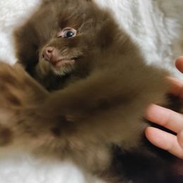 Pomeranian Puppies from Cutie Poms