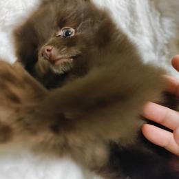 Pomeranian Puppies from Cutie Poms