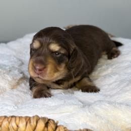 Truffle (Rose) - Chocolate and cream female Dachshund puppy in Cherry Valley, California from Sugar and Spice Dachshunds