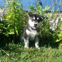 Alaskan Malamute Puppies from ArctiCircle Alaskan Malamutes