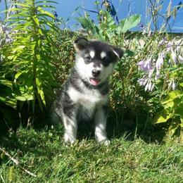 Alaskan Malamute Puppies from ArctiCircle Alaskan Malamutes