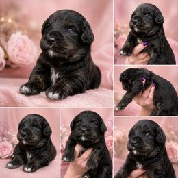 Remi's Ember - Tri-color female Bernedoodle puppy in Delphos, Ohio from Route 66 Poodles & Doodles, Sapphire Shih-tzu's of Ohio