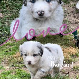 (4) Plume - Blue merle female Miniature Australian Shepherd puppy in Huntington, Texas from JKKJ Farms