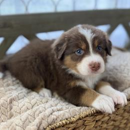Girl 1: Fern - Red tri-color female Australian Shepherd puppy in Volant, Pennsylvania from Addie's Aussies