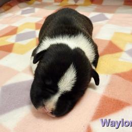 Waylon - Black male American Staffordshire Terrier puppy in Clintwood, Virginia from SkyBlue Kennel