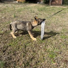 German Shepherd Puppies from Grassroots German Shepherds