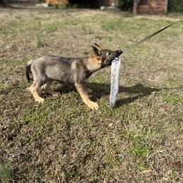 German Shepherd Puppies from Grassroots German Shepherds