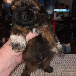 George - Sable male Shih Tzu puppy in Fairview Park, Ohio from Sunshine Shih tzus