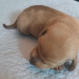 Dapple girl - Dapple female Dachshund puppy in Cedar Rapids, Iowa from Paulassillydogs