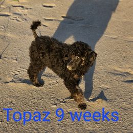 Topaz - Phantom Poodle puppy in Long Beach, Washington from Sandcastle Standard Poodles