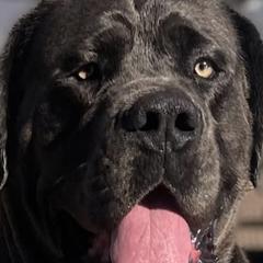 Boerboels from Sterling Built Boerboels