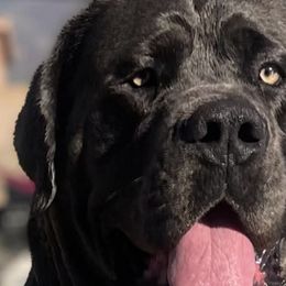 Boerboels from Sterling Built Boerboels