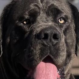 Boerboels from Sterling Built Boerboels