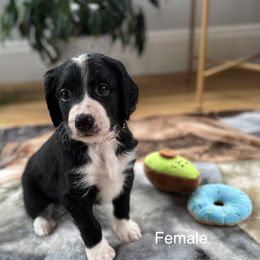 Bernedoodle Puppies from East Coast Bernedoodles