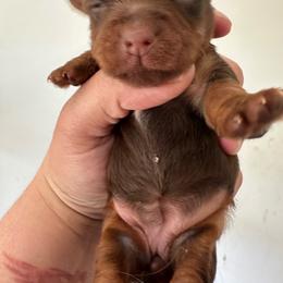Artemis - Chocolate and tan female Yorkshire Terrier puppy in Rochester, New York from Tnt Yorkies and Cosmic corgis