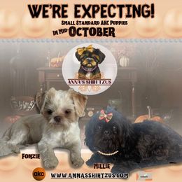 Shih Tzu puppies from Anna’s Shihtzus Darling Dobies and More