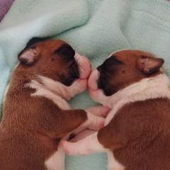 Boxer Puppies from Lando Boxers