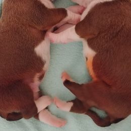 Boxer Puppies from Lando Boxers