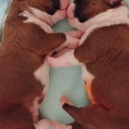 Boxer Puppies from Lando Boxers