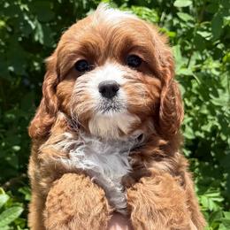 Percy - Red male Cavapoo puppy in Tucson, Arizona from Adored Poodle & Doodles