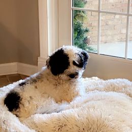 Portuguese Water Dog Puppies from Prestige Portuguese Water Dogs