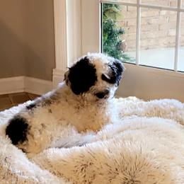 Portuguese Water Dog Puppies from Prestige Portuguese Water Dogs