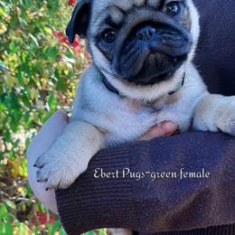 Liberty - green collar - Fawn female Pug puppy in Saint Helens, Oregon from Ebert Golden Retrievers & Pugs