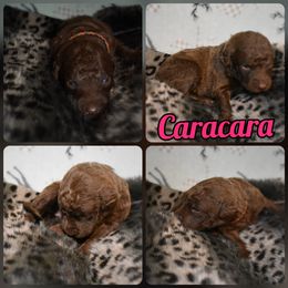 Caracara - Chesapeake Bay Retriever puppy in Soap Lake, Washington from Desert Oasis Kennels