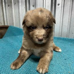 Rambo - Red merle male Australian Shepherd puppy in Whitwell, Tennessee from Owl Hollow Farm