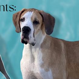 Meatball - Great Dane