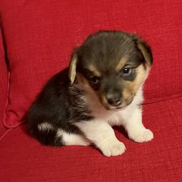 Pembroke Welsh Corgi Puppies from Rocking MAD Corgis