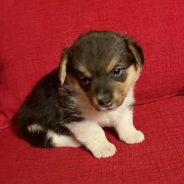 Pembroke Welsh Corgi Puppies from Rocking MAD Corgis