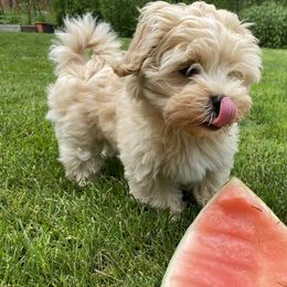 Havanese Puppies from Sandia Havanese